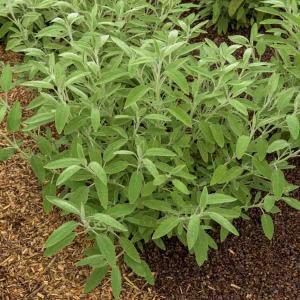 Sauge Officinale